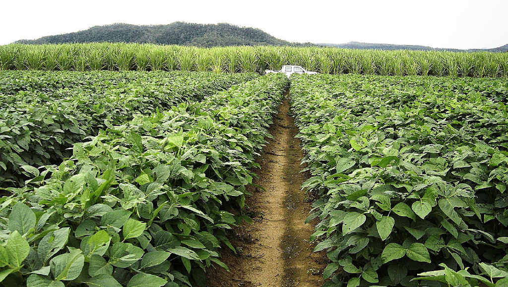 A new report has shown Fraser Coast cane farmers will profit more by planting break crops. A new report has shown Fraser Coast cane farmers will profit more by planting break crops.